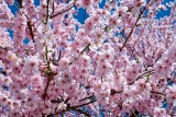 Nadpis novinky h3 lorem ipsum
